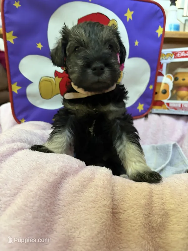 "Piglett" – Miniature Schnauzer puppy for sale in Cincinnati, OH
