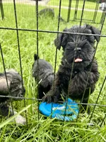 "Owl", a male Miniature Schnauzer for sale in Cincinnati, OH – 7 of 7