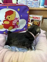 "Piglett", a female Miniature Schnauzer for sale in Cincinnati, OH – 6 of 8