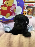 "Owl", a male Miniature Schnauzer for sale in Cincinnati, OH – 6 of 7