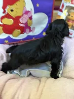"Owl", a male Miniature Schnauzer for sale in Cincinnati, OH – 4 of 7