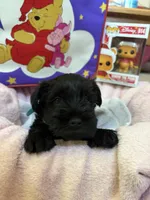 "Euyore", a male Miniature Schnauzer for sale in Cincinnati, OH – 1 of 6