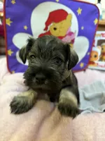 "Roo", a female Miniature Schnauzer for sale in Cincinnati, OH – 1 of 7