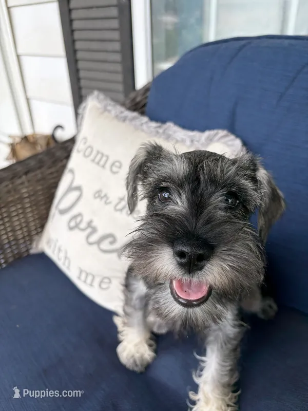 "Roo" – Miniature Schnauzer puppy for sale in Cincinnati, OH
