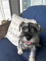 "Roo", a female Miniature Schnauzer for sale in Cincinnati, OH – 1 of 10