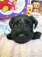 "Tigger", a male Miniature Schnauzer for sale in Cincinnati, OH – 4 of 6