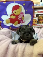 "Piglett", a female Miniature Schnauzer for sale in Cincinnati, OH – 5 of 8