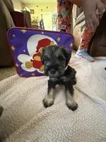 "Piglett", a female Miniature Schnauzer for sale in Cincinnati, OH – 8 of 8