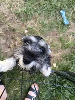 "Piglet”, a female Miniature Schnauzer for sale in Cincinnati, OH – 3 of 10