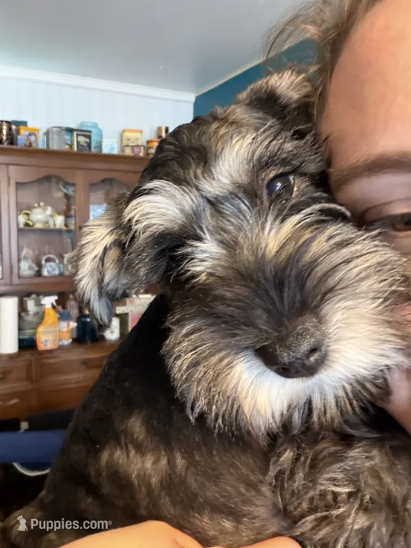 "Piglet” – Miniature Schnauzer puppy for sale in Cincinnati, OH