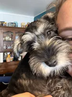 "Piglet”, a female Miniature Schnauzer for sale in Cincinnati, OH – 1 of 10