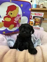 "Owl", a male Miniature Schnauzer for sale in Cincinnati, OH – 5 of 7