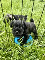 "Euyore", a male Miniature Schnauzer for sale in Cincinnati, OH – 6 of 6