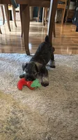 "Piglett", a female Miniature Schnauzer for sale in Cincinnati, OH – 2 of 8