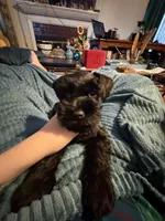 "Tigger", a male Miniature Schnauzer for sale in Cincinnati, OH – 3 of 6