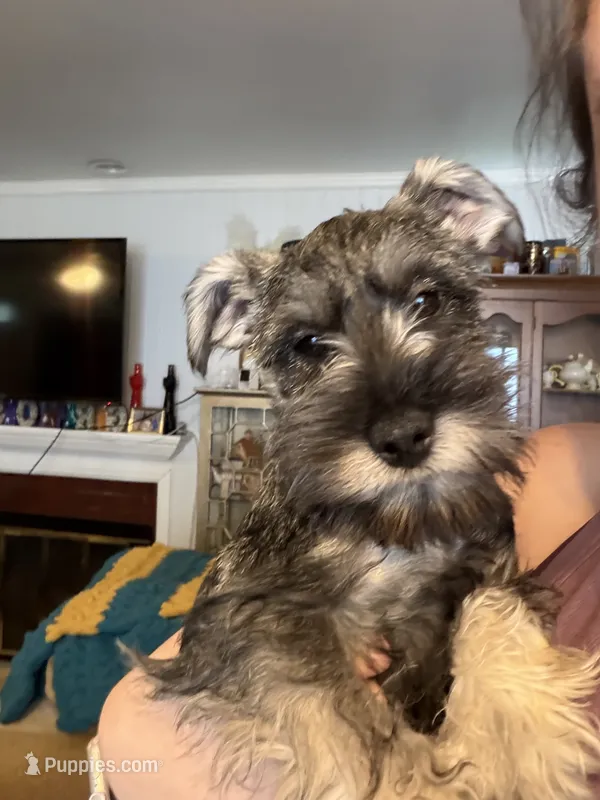 "Roo" – Miniature Schnauzer puppy for sale in Cincinnati, OH