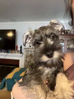 "Roo", a female Miniature Schnauzer for sale in Cincinnati, OH – 1 of 10
