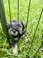 "Piglett", a female Miniature Schnauzer for sale in Cincinnati, OH – 4 of 8
