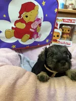 "Piglett", a female Miniature Schnauzer for sale in Cincinnati, OH – 7 of 8