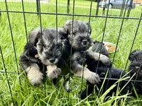 "Roo", a female Miniature Schnauzer for sale in Cincinnati, OH – 5 of 7