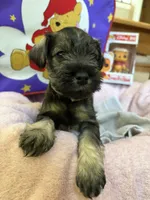 "Roo", a female Miniature Schnauzer for sale in Cincinnati, OH – 3 of 7