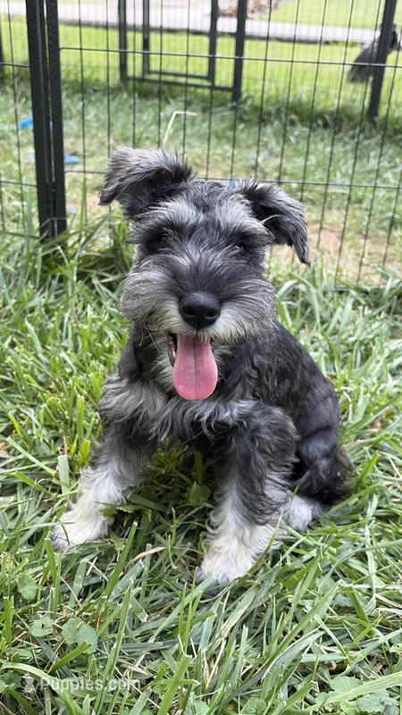 "Piglet” – Miniature Schnauzer puppy for sale in Cincinnati, OH