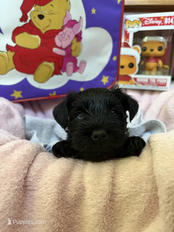 "Tigger" – Miniature Schnauzer puppy for sale in Cincinnati, OH