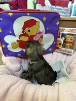 "Roo", a female Miniature Schnauzer for sale in Cincinnati, OH – 6 of 7