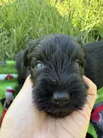 "Tigger", a male Miniature Schnauzer for sale in Cincinnati, OH – 5 of 6