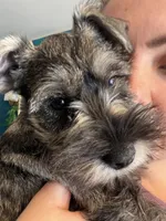 "Roo", a female Miniature Schnauzer for sale in Cincinnati, OH – 2 of 10