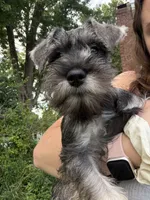 "Roo", a female Miniature Schnauzer for sale in Cincinnati, OH – 4 of 10