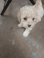 Benny, a male Poodle - Toy  for sale in Hollywood, FL – 2 of 3