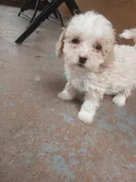 Rosie, a female Poodle - Toy  for sale in Hollywood, FL – 1 of 3