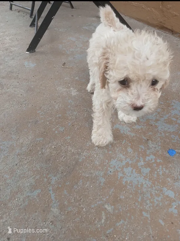 Benny – Poodle - Toy  puppy for sale in Hollywood, FL