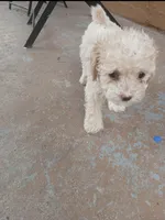 Benny, a male Poodle - Toy  for sale in Hollywood, FL – 1 of 3
