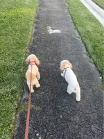 Rosie, a female Poodle - Toy  for sale in Hollywood, FL – 3 of 3
