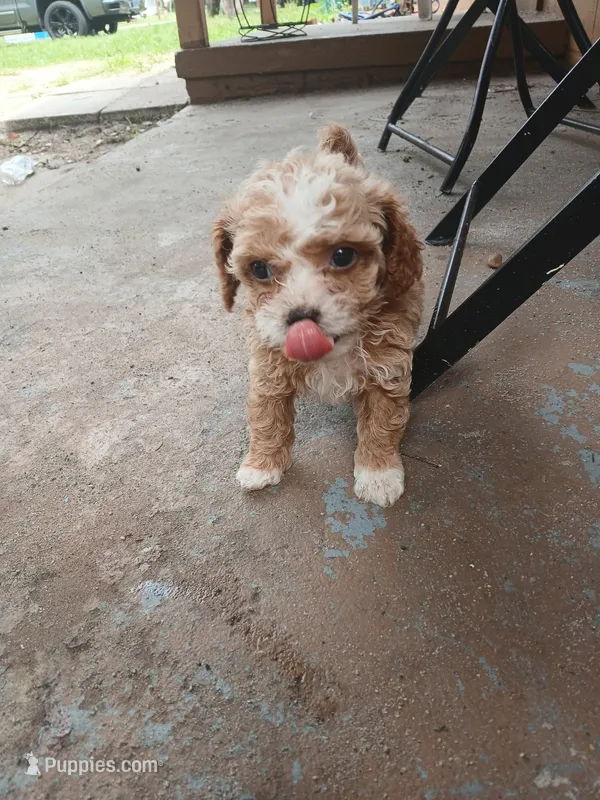 Daisy – Poodle - Toy  puppy for sale in Hollywood, FL