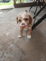 Daisy, a female Poodle - Toy  for sale in Hollywood, FL – 1 of 3