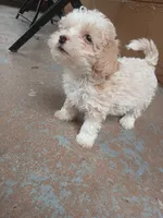 Rosie, a female Poodle - Toy  for sale in Hollywood, FL – 2 of 3
