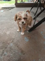 Daisy, a female Poodle - Toy  for sale in Hollywood, FL – 2 of 3