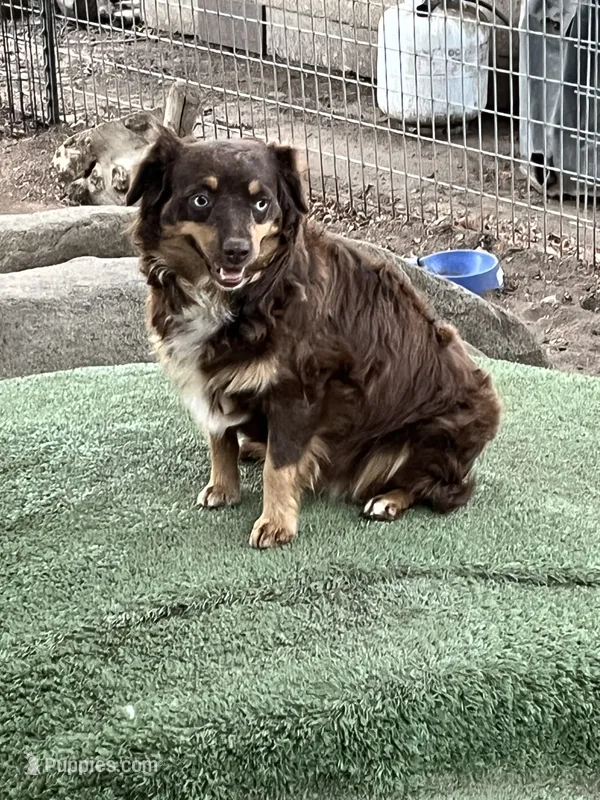 Tippy – Toy Australian Shepherd puppy for sale in Fresno, CA