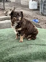 Tippy, a female Toy Australian Shepherd for sale in Fresno, CA – 1 of 3