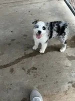 AKC Female blue merle, a female Australian Shepherd for sale in Fresno, CA – 2 of 6