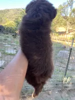 Red tri male, a male Toy Australian Shepherd for sale in Fresno, CA – 3 of 3