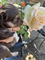Red tri female, a female Toy Australian Shepherd for sale in Fresno, CA – 4 of 5