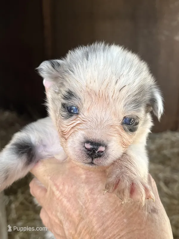 Female blue Merle 2 – Australian Shepherd puppy for sale in Fresno, CA