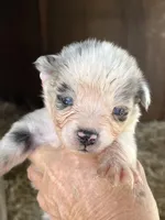 Female blue Merle 2, a female Australian Shepherd for sale in Fresno, CA – 1 of 3