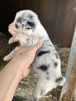 Female blue Merle 2, a female Australian Shepherd for sale in Fresno, CA – 2 of 3