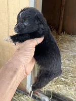 Black bi female, a female Australian Shepherd for sale in Fresno, CA – 5 of 5