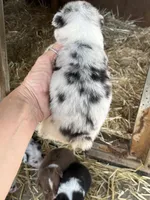 Female blue Merle 2, a female Australian Shepherd for sale in Fresno, CA – 3 of 3